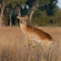 Red Lechwe